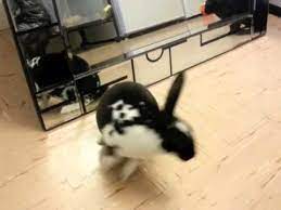 I like to hop around. Games For Rabbits Looking Into Mirrors Youtube
