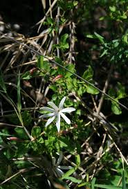 Image result for Jasminum multipartitum