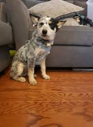 Have you lost or found a pet in the colorado springs, co area? Adopt Jordan On Petfinder Cattle Dog Cattle Dogs Training Australian Cattle Dog Blue Heeler