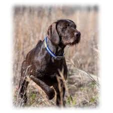 Pudelpointer puppies for sale 2020. Directory Category Alabama