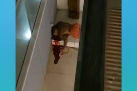 Um dos homens aparece rezando ao lado do cantor. Video Desespero De Amigos E Corpo De Mc Kevin Caido No Chao De Predio Imagens Sao Fortes Ms Noticias