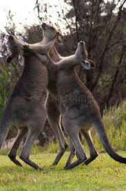 Boxing Kangaroos Kangaroos Boxing Near A Beach Nsw Australia Ad Kangaroos Boxing Beach Australia N Kangaroo Dance Images Stock Photography Free