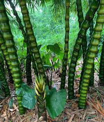 Image result for Bambusa vulgaris