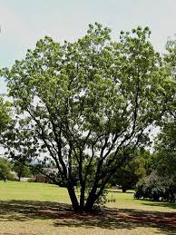 Image result for Bolusanthus