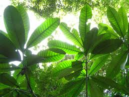 Image result for Tabernaemontana stapfiana