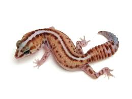 Black And White Striped Leopard Gecko Pin On African Fat Tail Gecko
