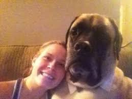 Testimonials « Mastiff Puppies for sale