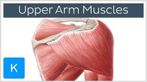 This is a table of skeletal muscles of the human anatomy. Muscles Of The Upper Arm And Shoulder Blade Human Anatomy Kenhub Youtube