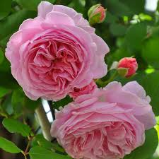 マリーヘンリエッテ｜バラ図鑑｜いばらきフラワーパーク【公式】