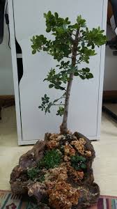 Fittonia / nerve plant houseplants. Mastic Gum Tree Bonsai Bonsai Tree Bonsai Tree Types Bonsai