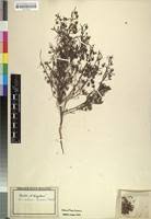 Image result for Anticharis senegalensis