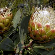 Image result for Protea micans