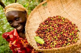 We did not find results for: Uganda Coffee Exports Drop In Quantity And Value For The Last Five Months Newz Post