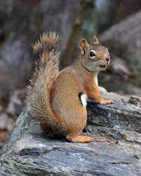 Superb Nature Smile By Mojophotos Mj Http Ift Tt 14egmga Cute Squirrel Animals Squirrel Pictures