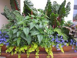 You can sow the seeds into the garden or individual pots. Using Swiss Chard In Containers