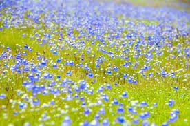 This video shows some of the beautiful scenes of the valley of flowers in july. Best Time To Visit Kaas Plateau Near Mahabaleshwar In Maharashtra
