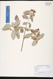 Image result for Hippocratea indica