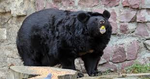 Black bears will use caves or previously occupied dens as their base. Climate Change Is Causing Bears To Come Out Of Hibernation A Month Early Which Can Be Dangerous For Humans Cbs News