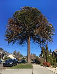 I am Enamored with this fantastic monkey puzzle tree ...