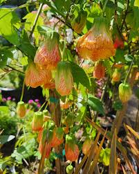 Image result for Abutilon grantii
