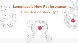 Breaking news, sports, weather, traffic, and the best of tampa Is Lemonade S Pet Insurance Good Here S How It Stacks Up Pawlicy Advisor