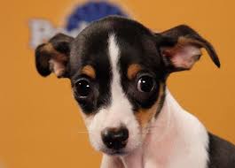 Puppy Bowl Viii Starting Line Up Rat Terrier Dogs Rat Terriers Puppy Bowls