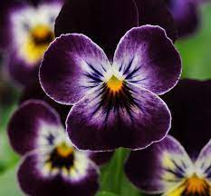 Tuinmaak Vir Die Winter In 2020 Pansies Flowers Pretty Flowers Trees To Plant