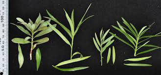 Image result for Solenangis conica