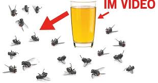 Diese Hausmittel Helfen Gegen Mucken Fliegen Und Sogar Kakerlaken Youtube Hausmittel Gegen Fliegen Fliegen Im Haus Hausmittel