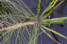 Image result for Eriocaulon setaceum