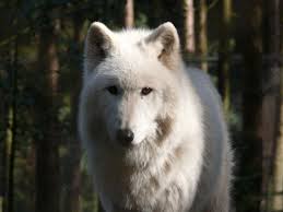 We did not find results for: Arctic Wolf Animal Pictures A Z Animals