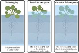 Image result for Rorippa nudiuscula