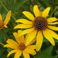 Garten Sonnenauge Sonnenauge Pflanzen Graser Im Garten