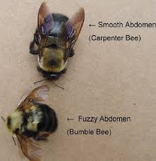 Filling the channels they have created with caulk and painting the surface discourages their return, according to about.com insect section. Carpenter Bee Service Information