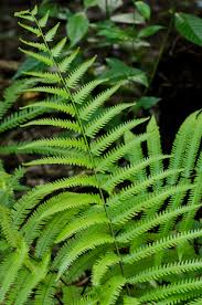 Image result for Amblovenatum opulentum