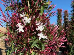 Image result for Jasminum schimperi