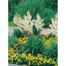 Maybe you would like to learn more about one of these? Obi Palmlilie Weiss Topf O Ca 9 Cm X 9 Cm Yucca Kaufen Bei Obi