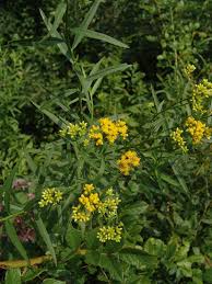 Image result for Gutenbergia polycephala