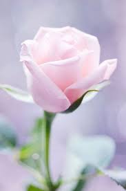 rose seeds flowers seeds pink beauty blooming natural elegant fragrance rose1 rose seeds amazing flowers beautiful roses