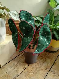 Trout Begonia Botanical Handmade Begonia Inspired Felt Potted Houseplant Fabric House Plant Textile Plant Choose Your Pot Colour In 2020 House Plants Unique Plants Cactus House Plants