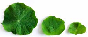 We did not find results for: Nasturtium Guide What S Edible How To Use It Ask The Food Geek