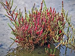 Image result for Sarcocornia