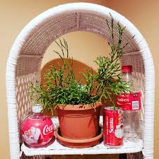 Dansben, även känd som berusad dröm, flaskakaktus eller kryddkaktus, producerar djupa gulorange blommor på de flaskformade spetsarna på våren. Dancing Bones Cactus Hatiora Salicornioides Houseplants