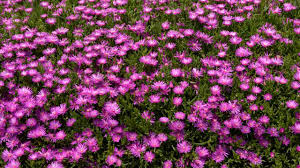Image result for Delosperma spp.