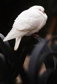 Black And White Pigeon Pictures Pin By Jacque Reid On Black And White Style Beautiful Birds White Pigeon Pet Birds