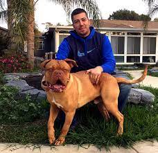 Large breeds often don't live as long as smaller breeds due to the strain their bulk puts on their internal organs. Dogue De Bordeaux French Mastiffs At Gentle Giants Rescue And Adoptions