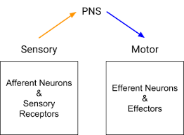 Navigating The Nervous System Part I The Cns Pns And