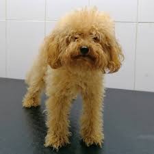 Kopek Kopegim Kopecik Picoftheday Instaturkey Mydog Animallover Animal Instagood Dog Skin Problem Dog Skin Dogs