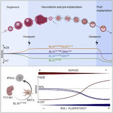 View the profiles of people named ana pérez clemente. Regulation Of Mother To Offspring Transmission Of Mtdna Heteroplasmy Sciencedirect