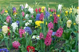 Image result for spring flowers 